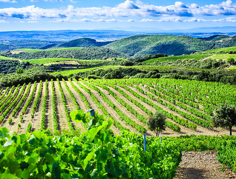 Vines of our partner the Pays de Faugères
