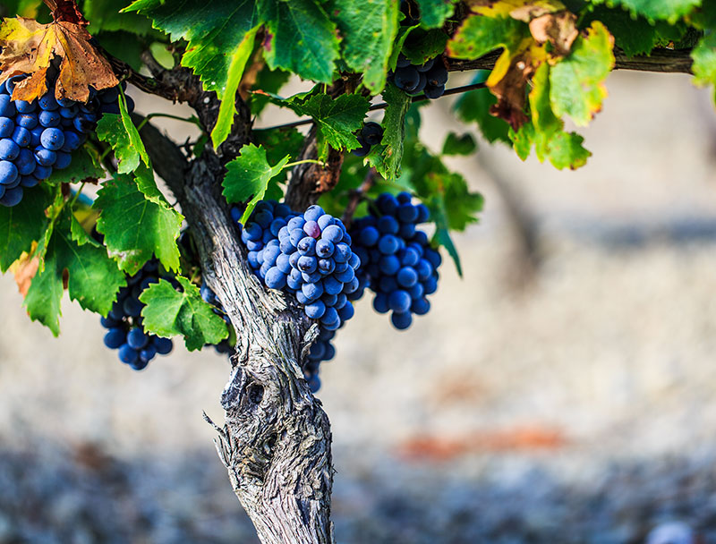 pied de vigne du partenaire le Pays de Faugères